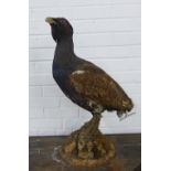 Taxidermy of a capercaillie, modelled perched upon a mossy mound, 68cm high (a/f)