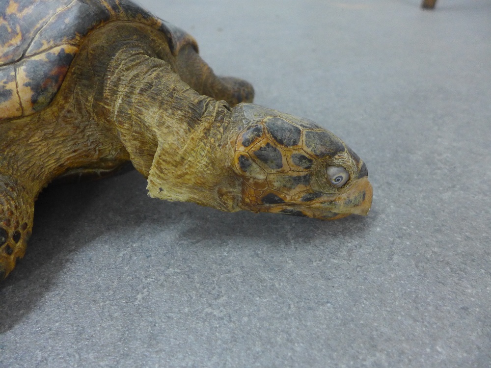 Taxidermy Hawksbill sea turtle, 56cm long - Image 2 of 4