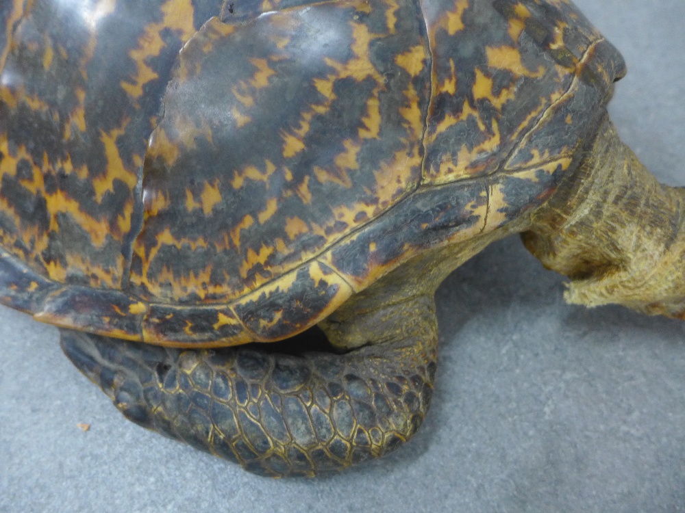 Taxidermy Hawksbill sea turtle, 56cm long - Image 3 of 4