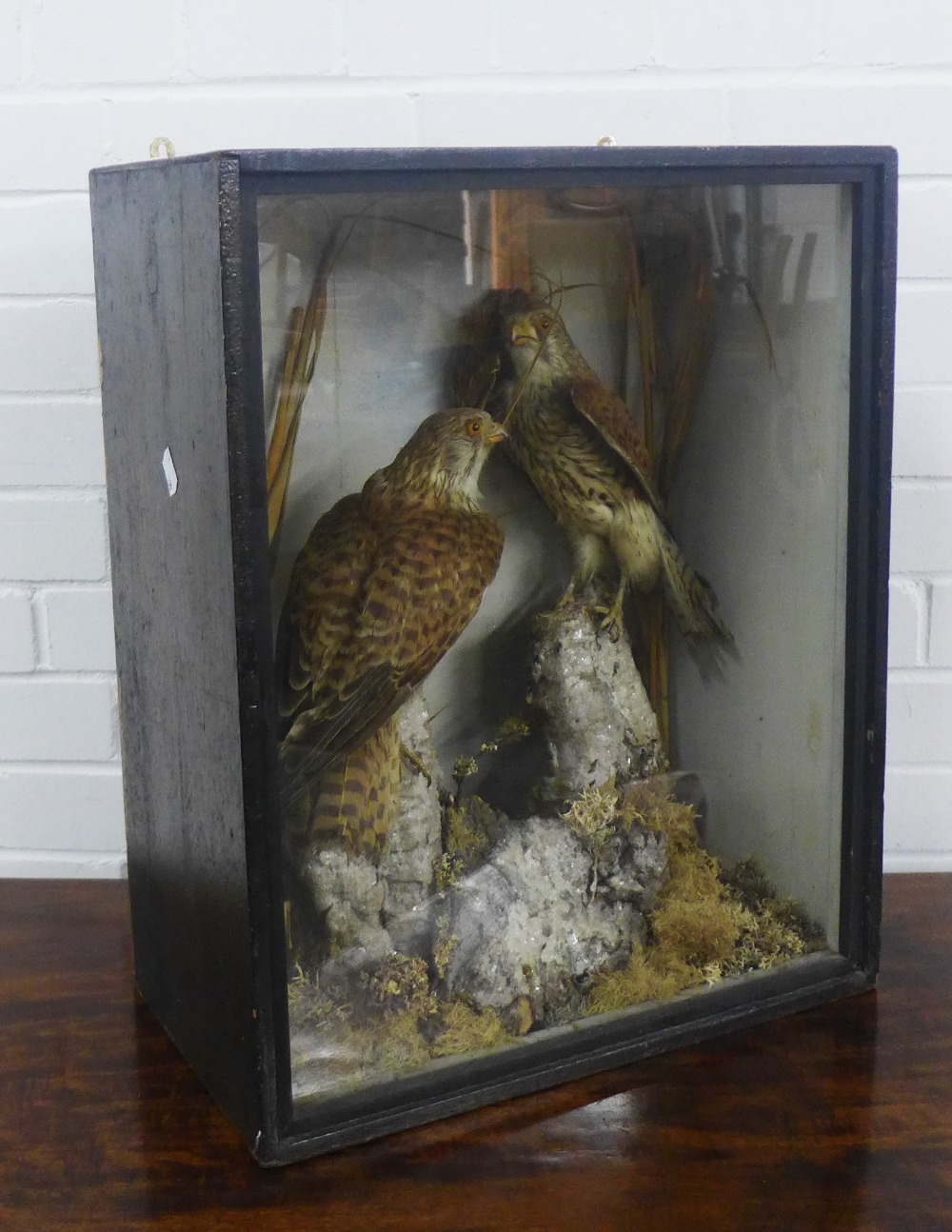 Taxidermy group of two kestrels, contained within a glazed showcase, height overall 53cm