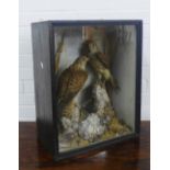 Taxidermy group of two kestrels, contained within a glazed showcase, height overall 53cm