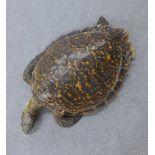 Taxidermy Hawksbill sea turtle, 56cm long