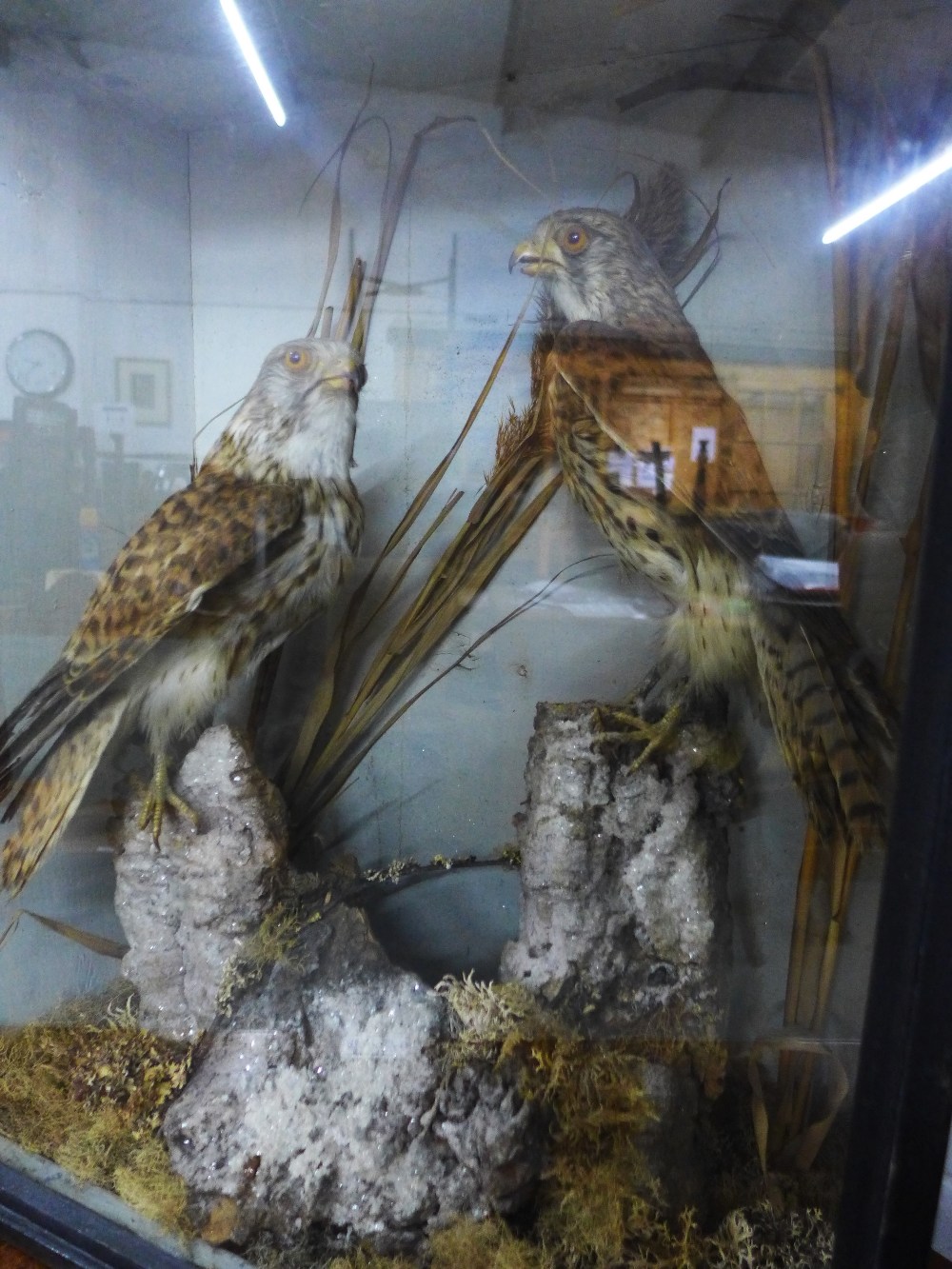 Taxidermy group of two kestrels, contained within a glazed showcase, height overall 53cm - Image 2 of 2