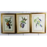 A set of three coloured bird and plant prints to include Toucan and Pinson, etc, all in glazed