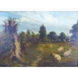 Gibb, Sheep in a pasture, oil on canvas, signed, framed 35 x 25cm