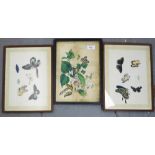 A pair of Chinese pith paper paintings of butterflies together with another, all framed under glass,