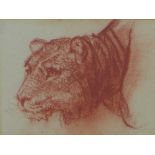Red chalk on paper, after Jan Victors, a lioness head drawing, unsigned and framed under glass, 13 x