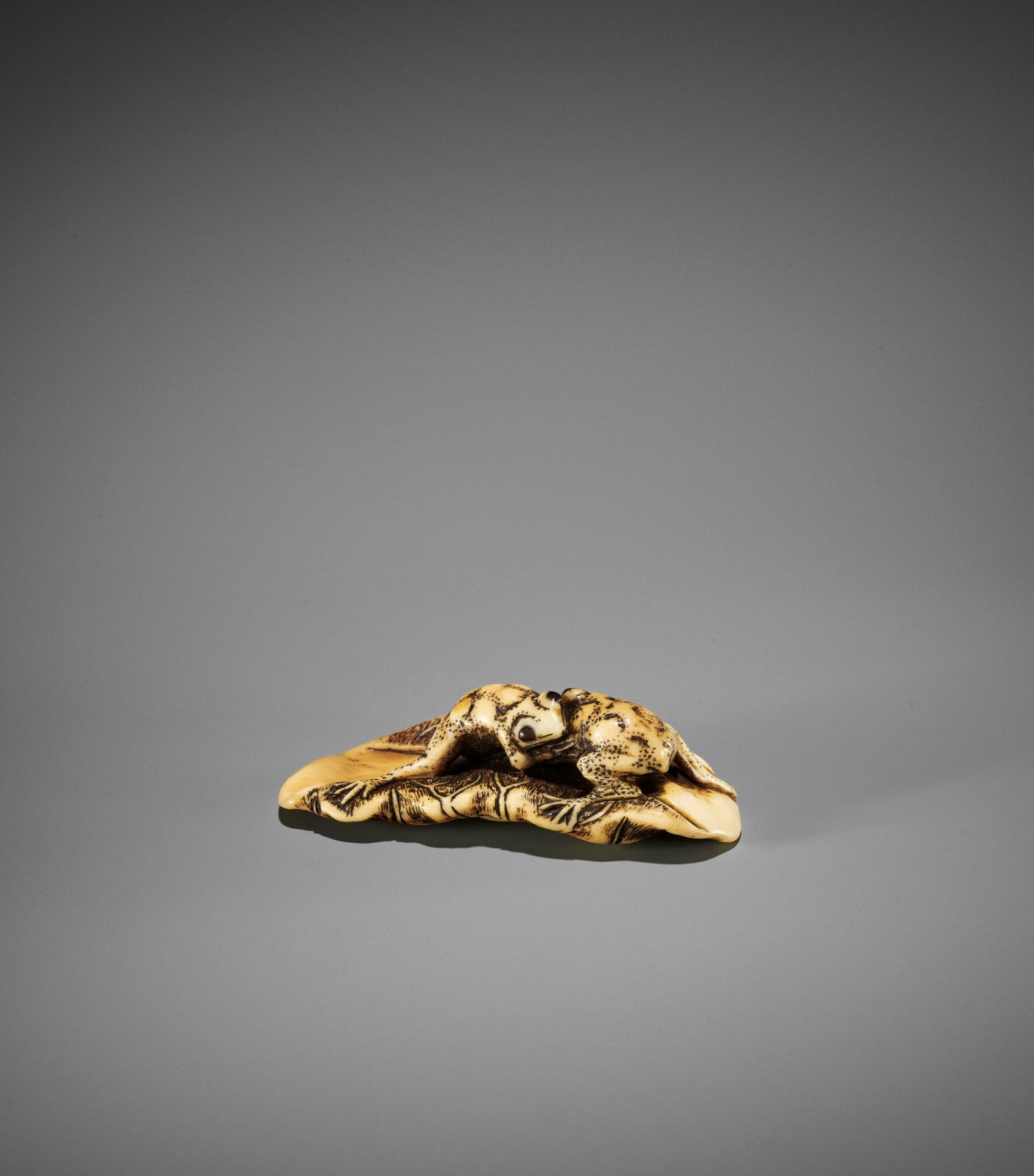 YOSHITOMO: AN IVORY NETSUKE OF TWO FROGS WRESTLING ON A LOTUS LEAF
