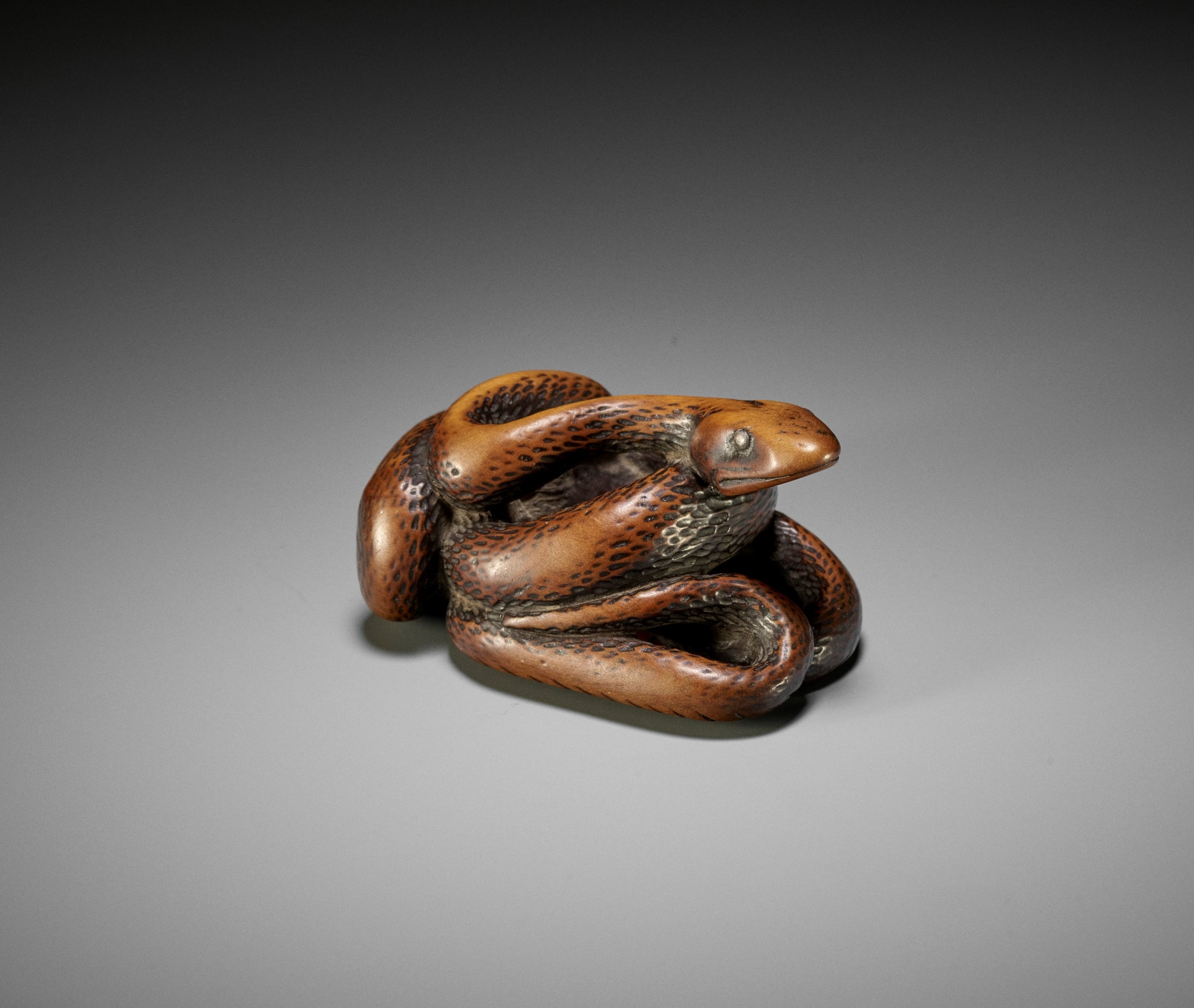 A LARGE AND POWERFUL WOOD NETSUKE OF A COILED SNAKE