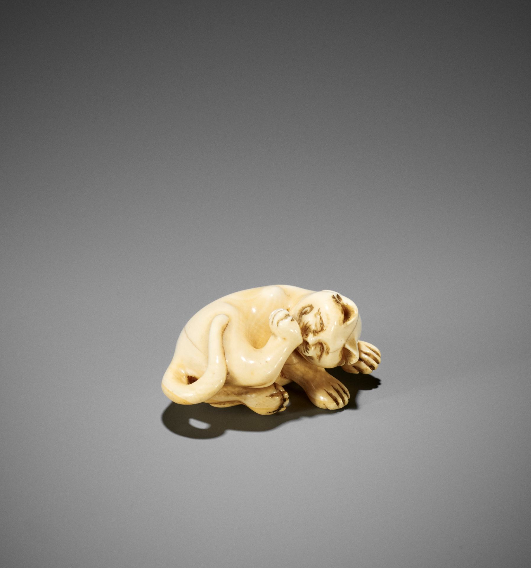 AN IVORY NETSUKE OF A CAT GROOMING ITSELF