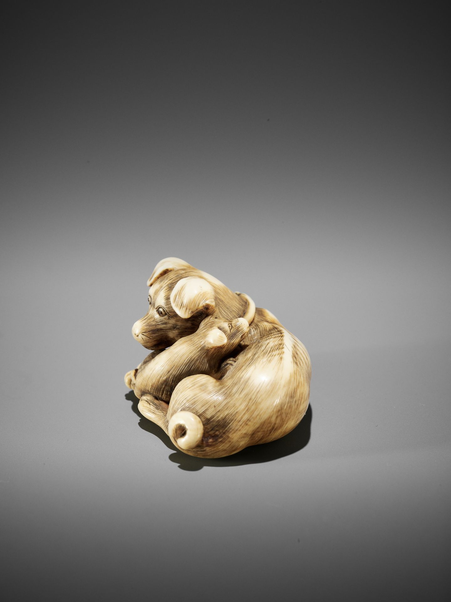 A SUPERB IVORY NETSUKE OF A FEMALE DOG WITH YOUNG, ATTRIBUTED TO OKATOMO - Image 4 of 13