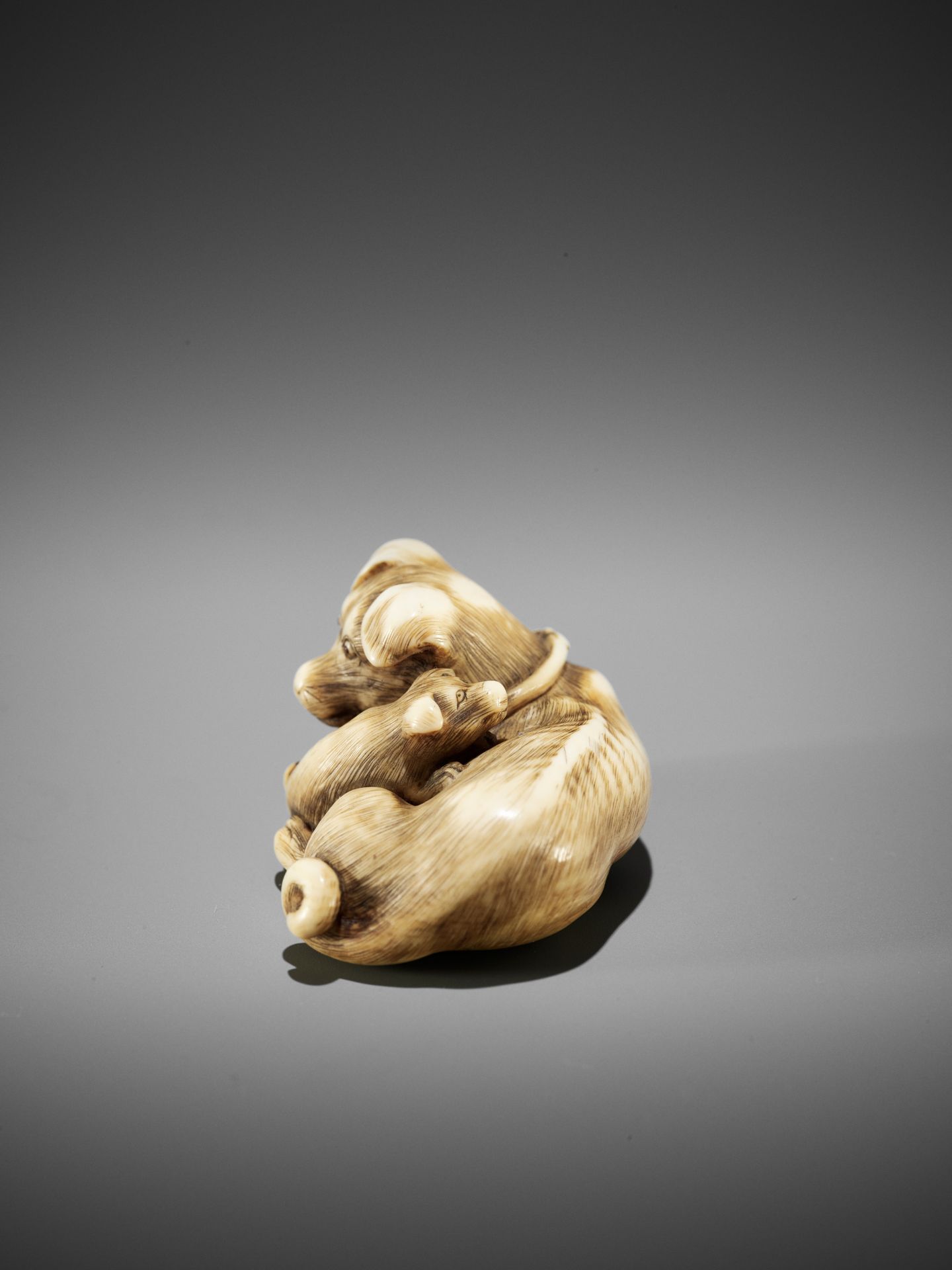 A SUPERB IVORY NETSUKE OF A FEMALE DOG WITH YOUNG, ATTRIBUTED TO OKATOMO - Image 5 of 13