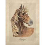 Drawing on paper depicting horse Turkmenistan. Arabian Horse. 44,5x34,5 cm. In frame 65x55 cm. Signe