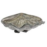 Silver shell holder, 20th century. Cm 10x28.