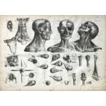 Etching depicting anatomical elements applied to study fine arts, lithograph signed in the bottom ce