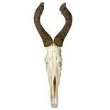 Skeletal bone fragment with horns. With wrought iron base. H 65x28 cm