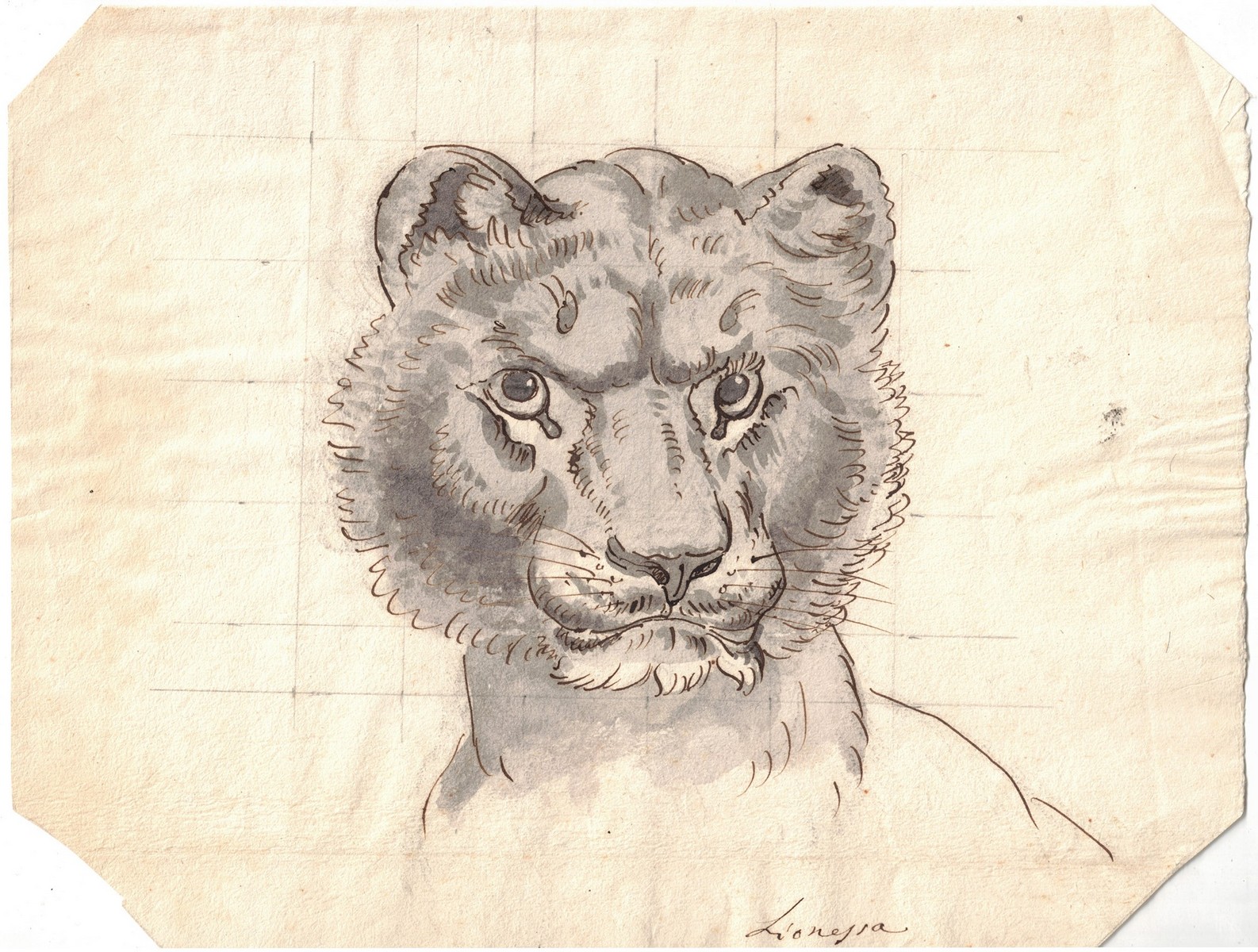 Lioness head, Late 19th century