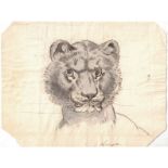 Lioness head, Late 19th century