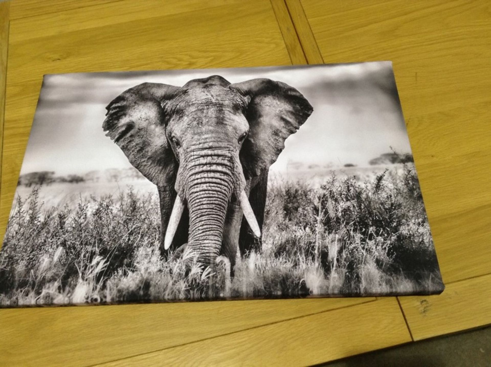 ELEPHANT PICTURE