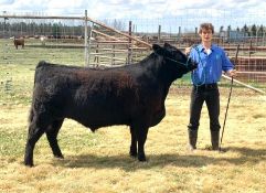 Dylan Young - Shorthorn Angus Cross Steer "Chili Wacker" - Weight 1280 Lbs
