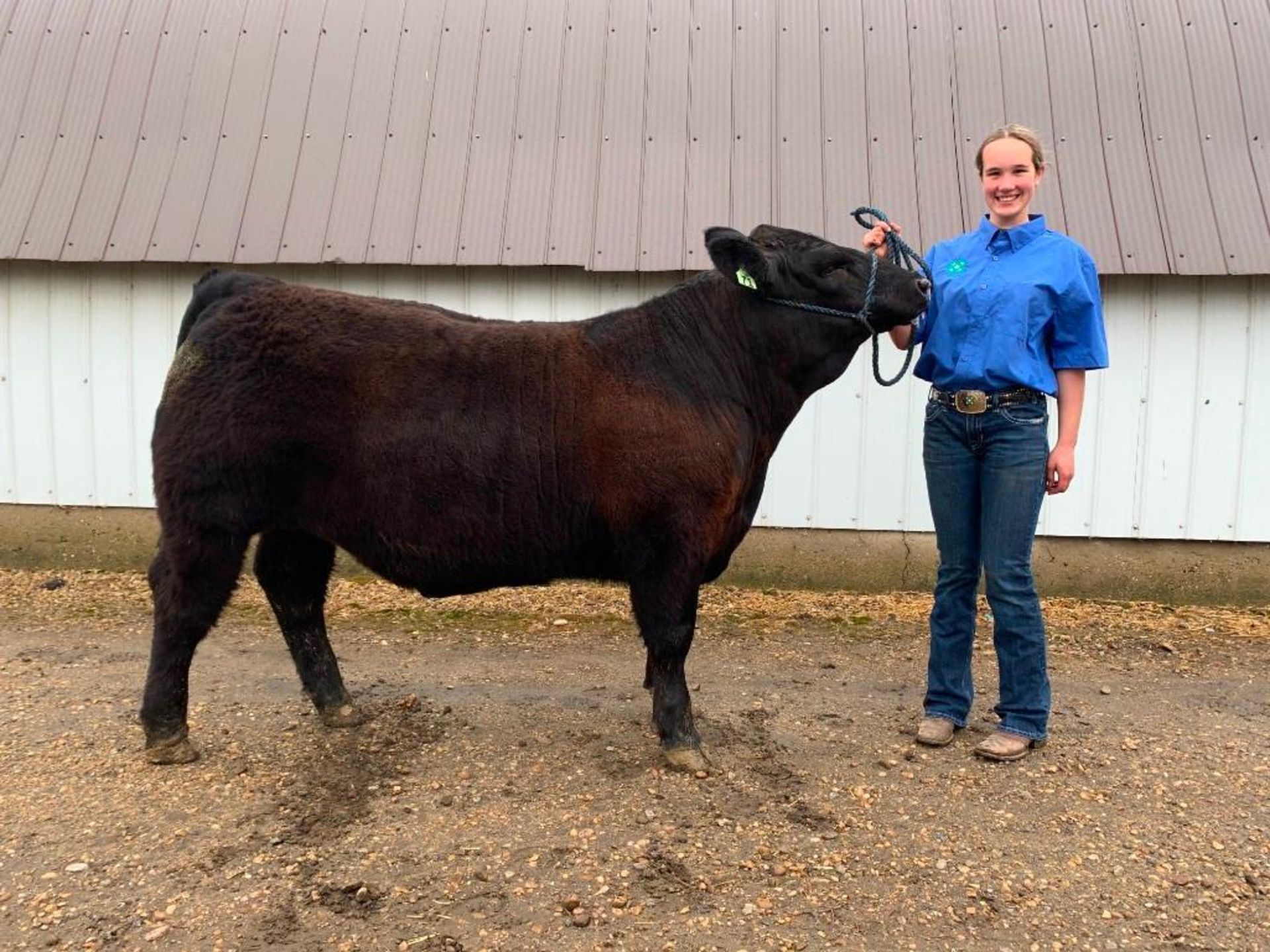 Cassidy Fenske - Maine-Anjou, Angus Cross Steer "Happy Gilmore" - Weight 1325 Lbs