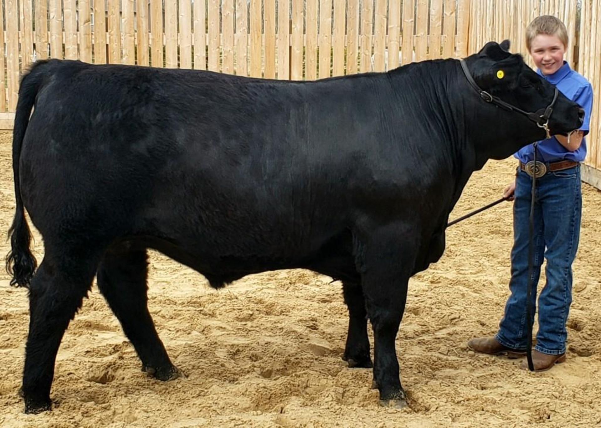 Wyatt Johnson - Simmental X Angus Steer "Rambo" - Weight 1440 Lbs