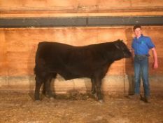 Tye Walsh - Limousin Angus Cross Steer - Weight 1280 Lbs