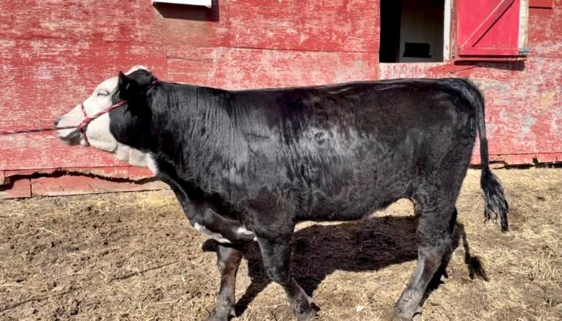 Chris Gonzales - Market Steer "Top Desk " - Weight 1090 Lbs - Image 2 of 2