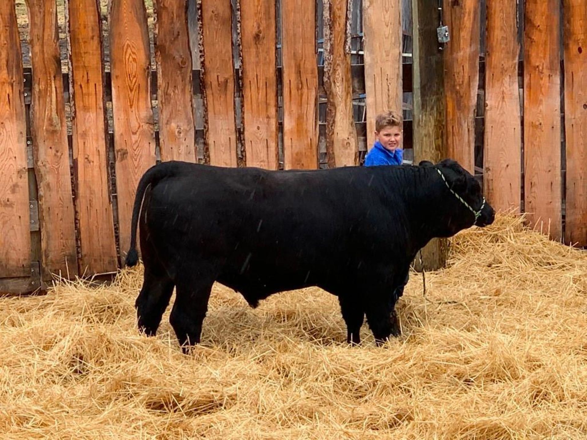 Nathan Sinnott - Angus x Charolais Steer "Woody" - Weight 1155 Lbs