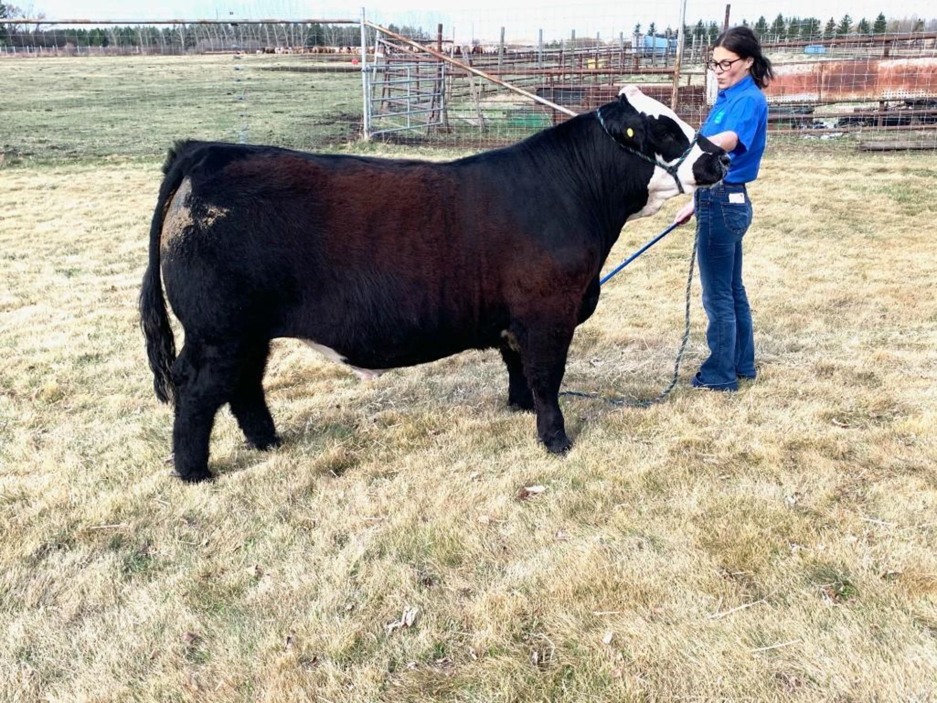 Robyn Young - Angus Simmental Cross "Tostito" - Weight 1380 Lbs