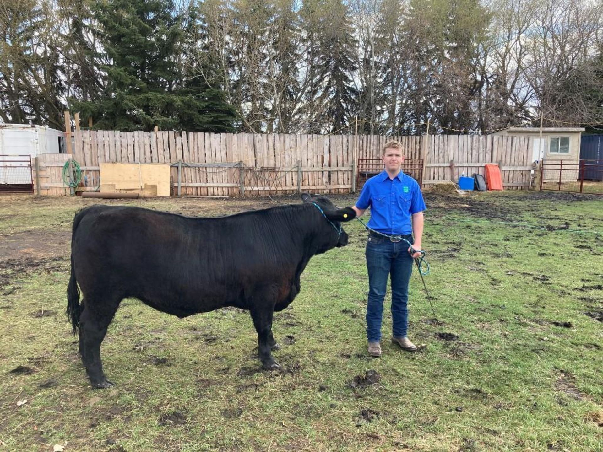 Wyatt Robertson - Black Angus Simmental Cross "Hector" – Weight 1570 Lbs