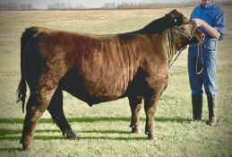 Jesse Suranyi - Maine Anjou x Simmental "Pepsi " - Weight 1170 Lbs