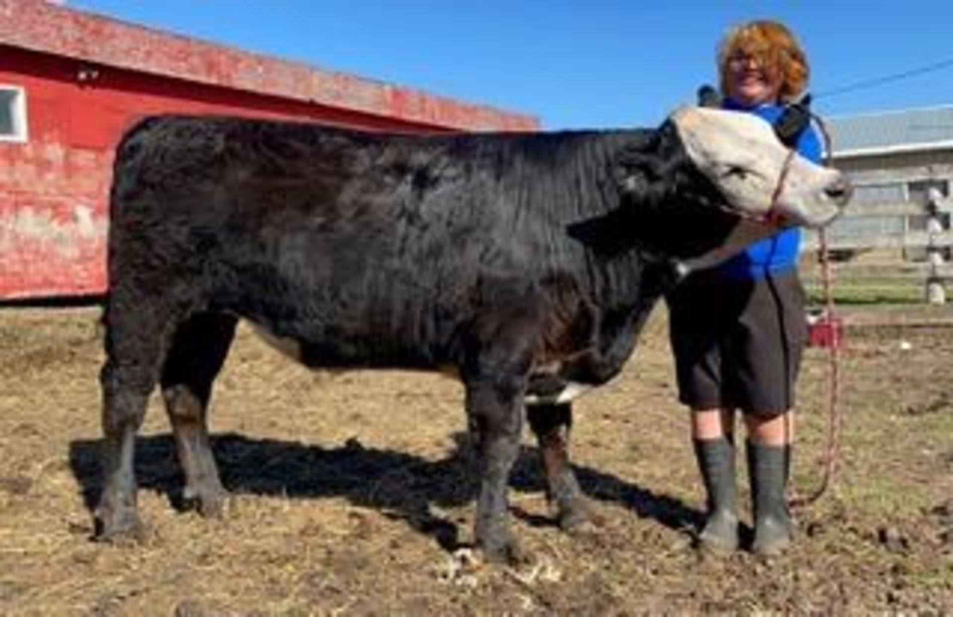 Chris Gonzales - Market Steer "Top Desk " - Weight 1090 Lbs