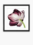 RRP £200 Combined Lot To Contain 1X Bagged Burgundy Tulip 3 - Framed Print And Mount 56 X 56Cm Burgu