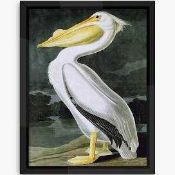 RRP £165 Framed The Pelican By Artist John James Aud Ubon Wall Art Picture 4909431 (Appraisals