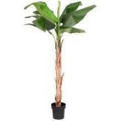 RRP £100 Boxed Inofx Banana Leaf Decorative Indoor Plant (Appraisals Available On Request) (Pictures