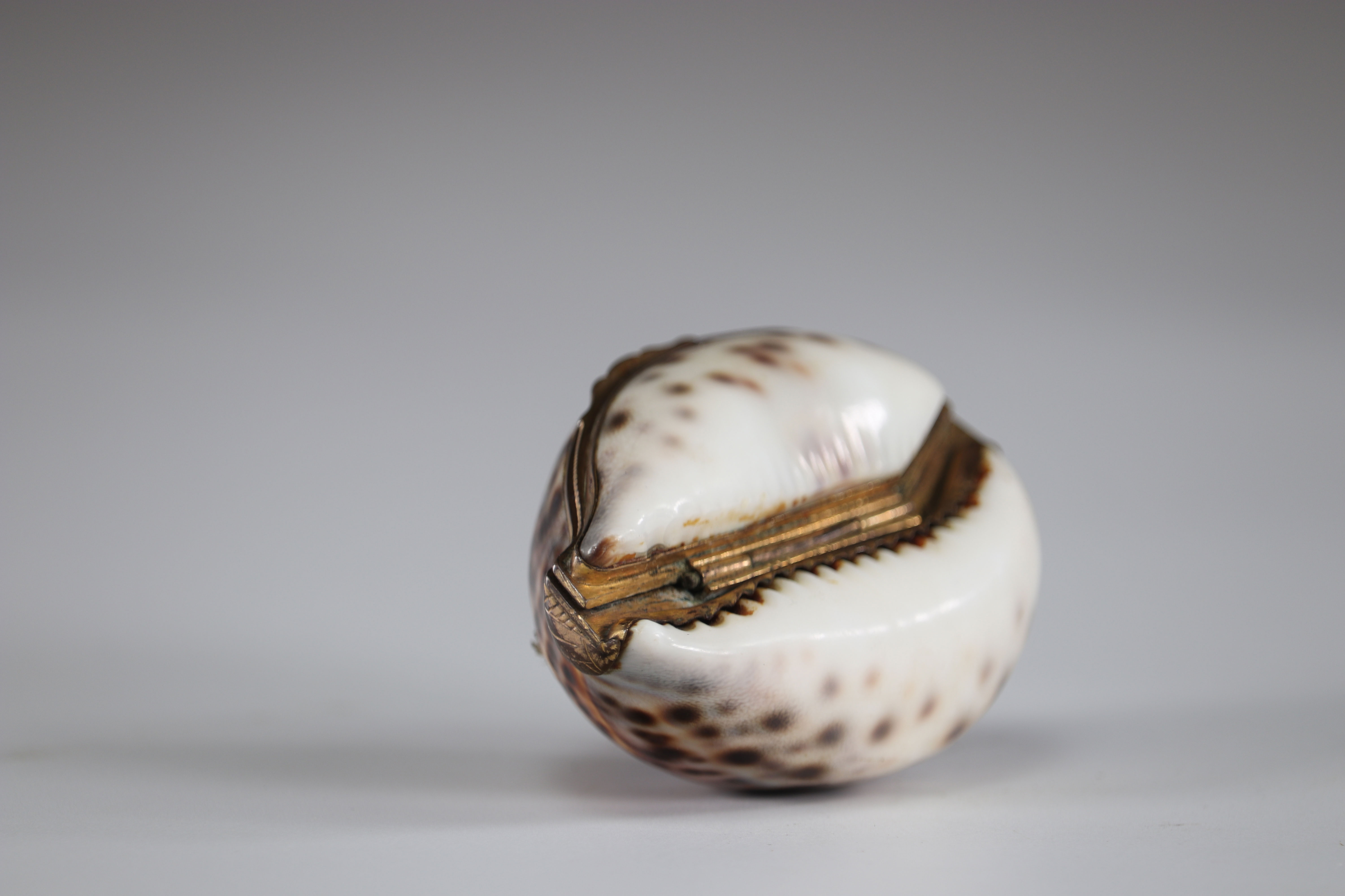 Shell snuffbox mounted in box - Image 3 of 3