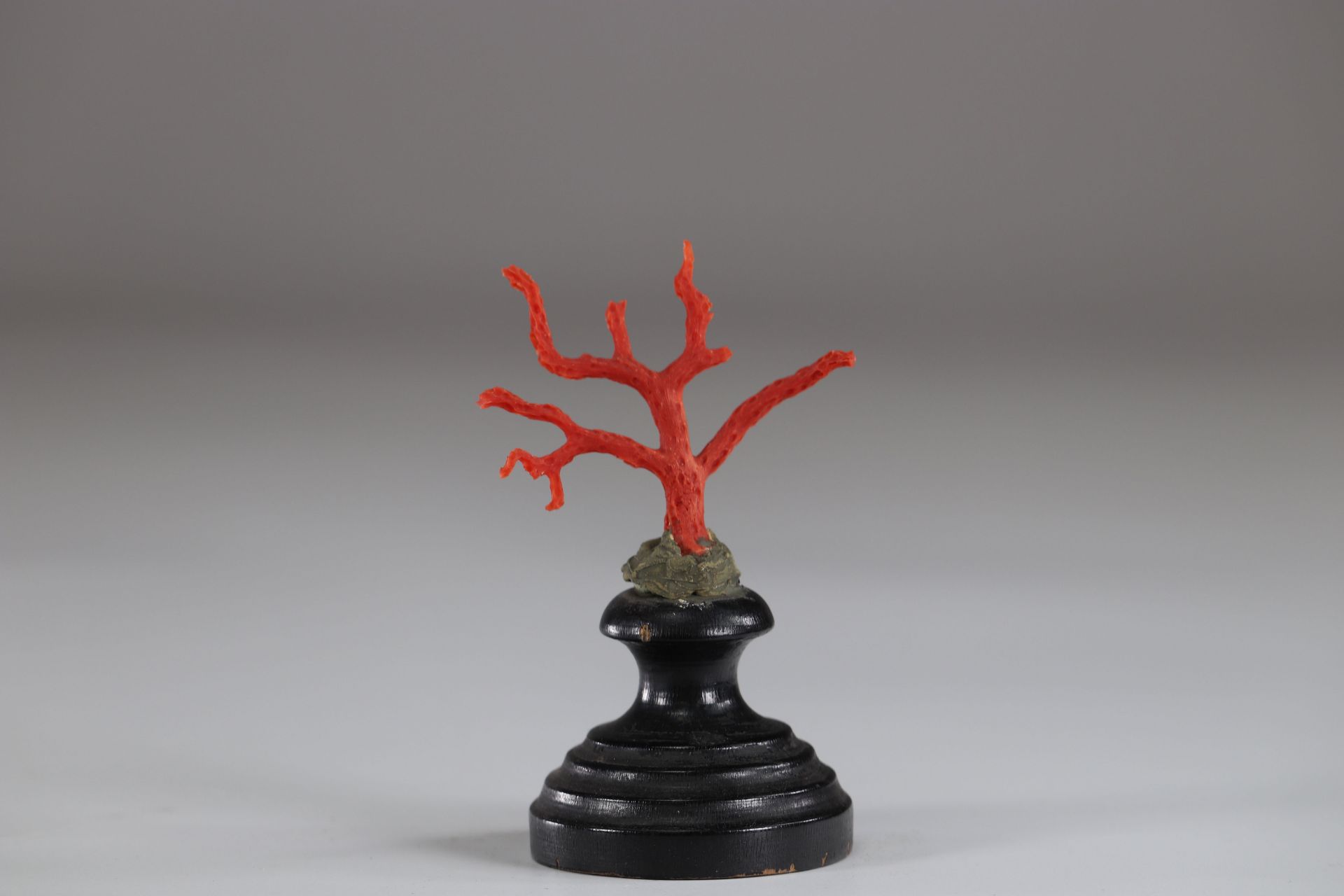 Coral mounted on plinth