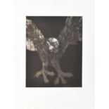 Tony Evora (Cuban b.1937) Eagle, signed in pencil and dated '76 lower right, artist proof,