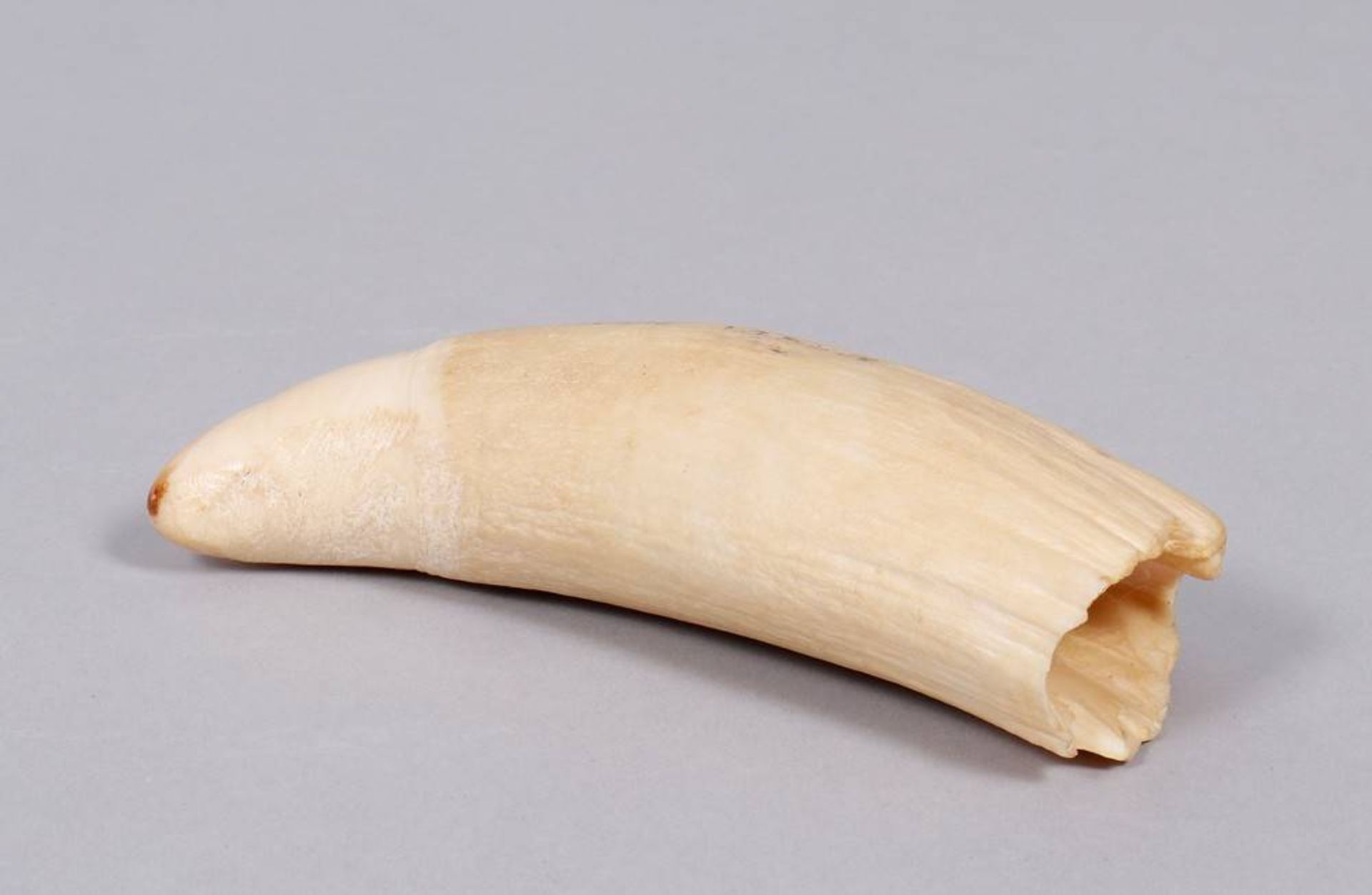 Sperm whale tooth, probably late 19th/early 20th C. - Image 2 of 4