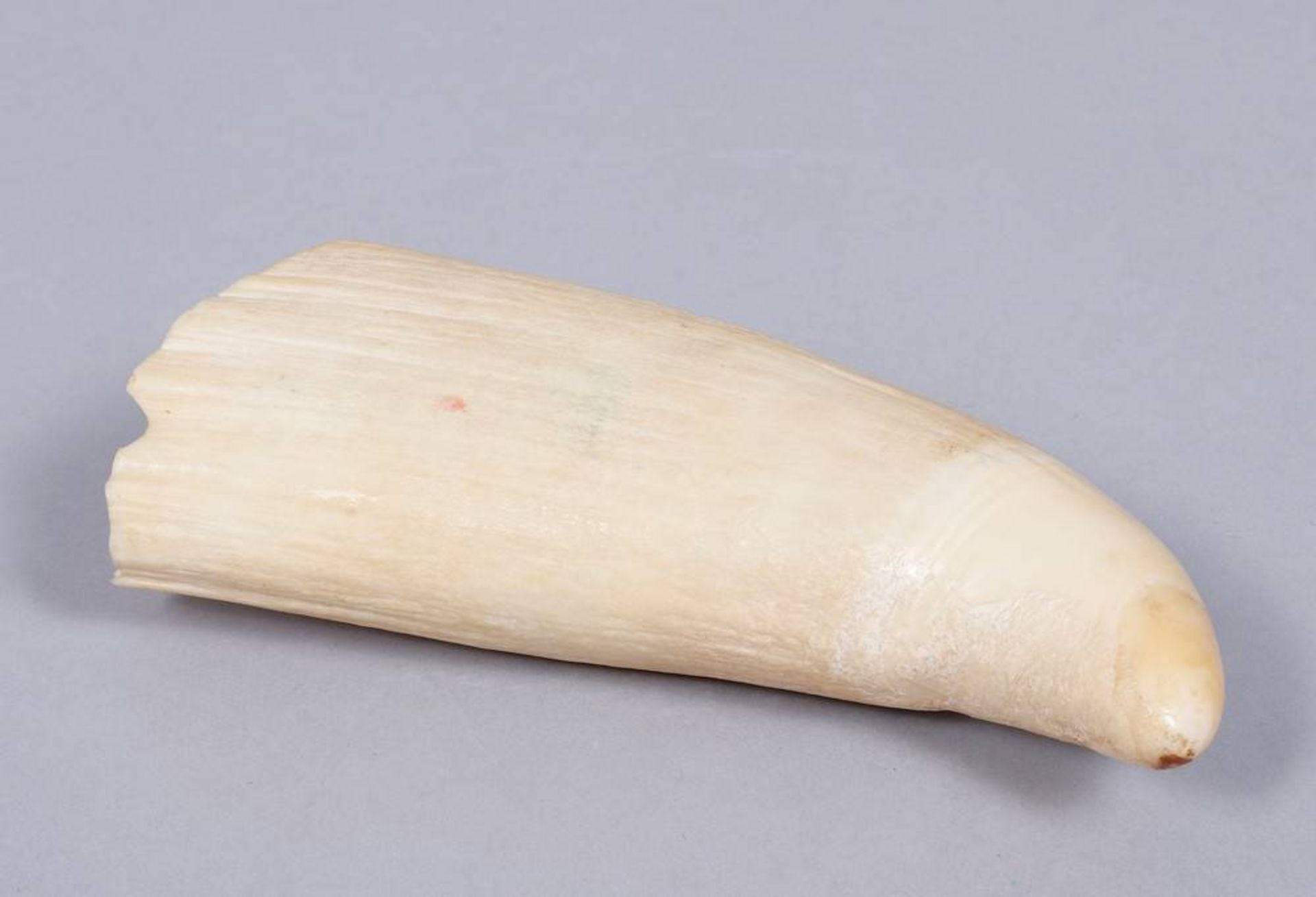 Sperm whale tooth, probably late 19th/early 20th C.