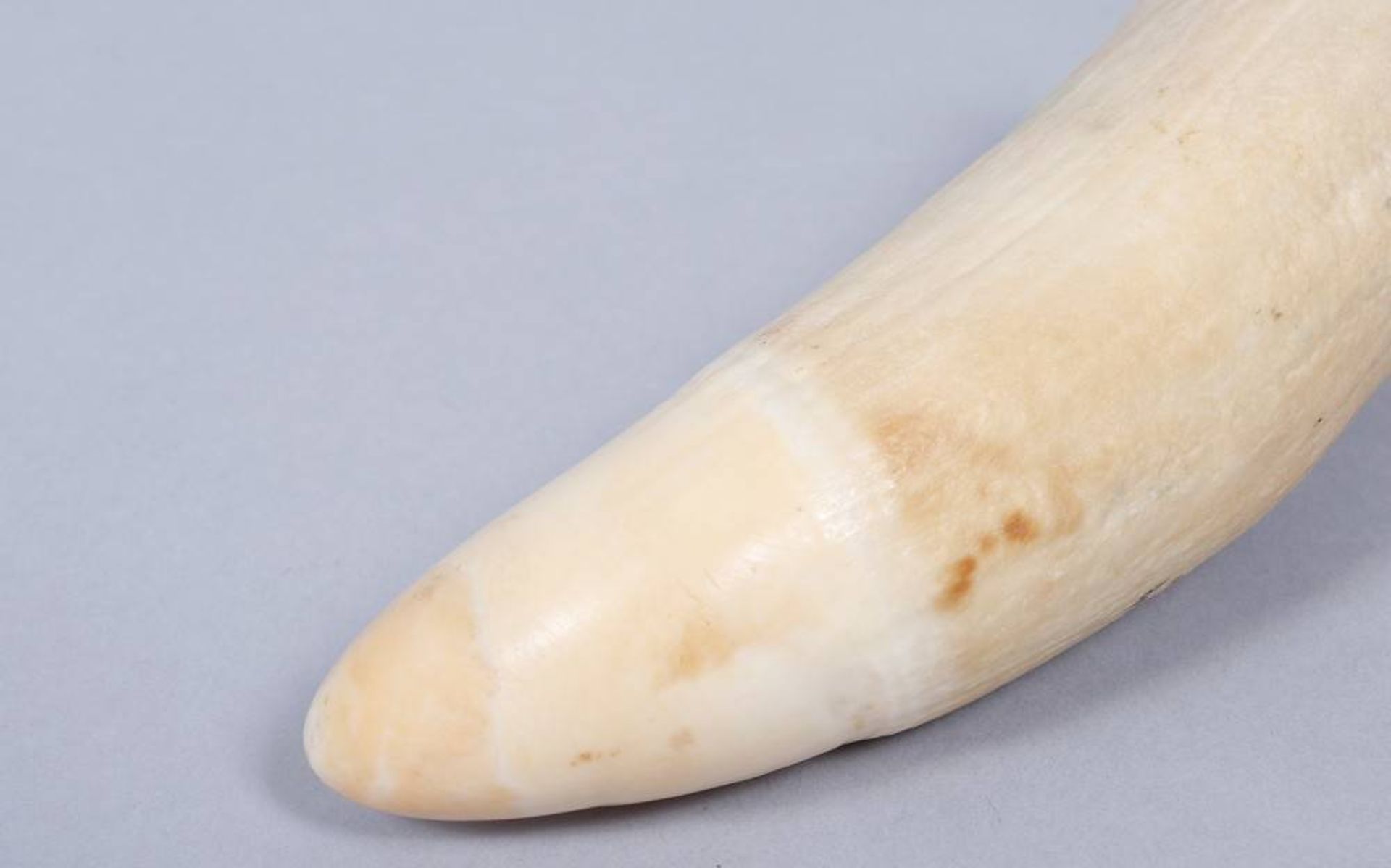 Sperm whale tooth, probably late 19th/early 20th C. - Image 4 of 4