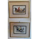 A pair of prints depicting chickens.