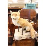 An early 20th Century taxidermy of a fox on a wooden block base
