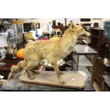 An early 20th Century taxidermy of a fox standing, on wooden stand