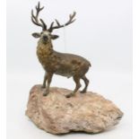 Bergmann style Austrian cold painted stag on rock, early 20th Century *** Provenance: from the