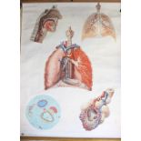 A mid-20th Century German medical poster, with five vignettes illustrating the pulmonary system,