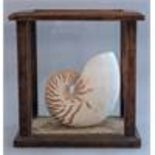 Natural History, a Nautilus shell, housed in pine