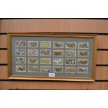 Three framed collections of Cigarette cards subjects to include Gallagher Butterflies, circa 1938