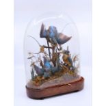 A taxidermy interest Kingfishers  Kigfishers under domed glass Conditon of good